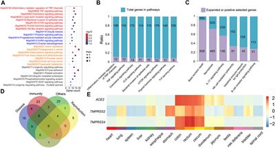 Frontiers | Chromosome-Scale Genome Of Masked Palm Civet (Paguma ...